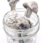 Buy Albino Penis Envy Mushrooms(APE) in UK