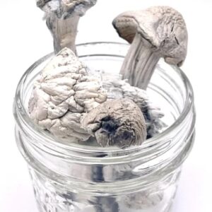 Buy Albino Penis Envy Mushrooms(APE) in UK