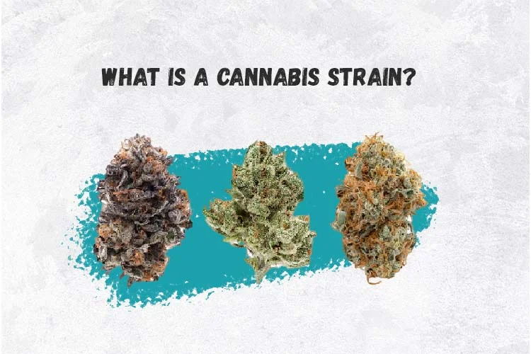 Top Benefits of Medical Marijuana (2025)