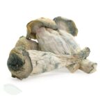 penis envy shrooms in the uk