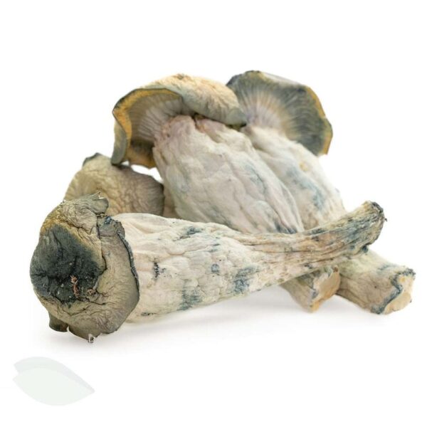 penis envy shrooms in the uk