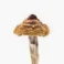 Buy B+ Magic Mushrooms online in uk