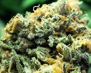 Buy Blue Dream Strain UK