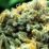 Buy Blue Dream Strain UK