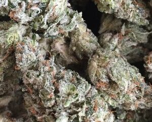 Buy Gorilla Glue #4 Online