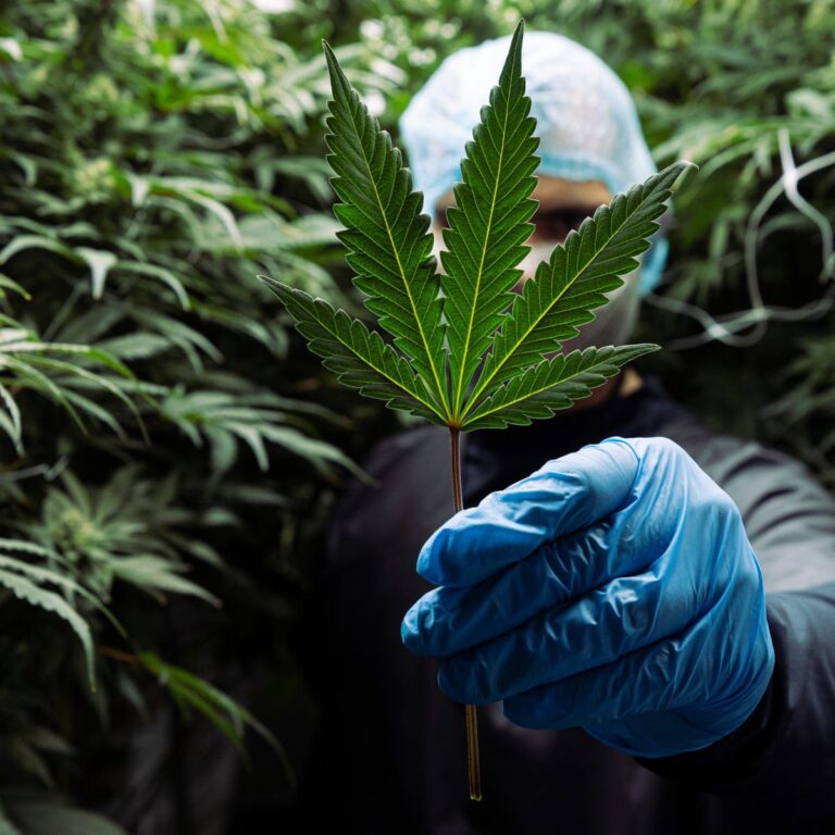 Y IS IT SO DIFFICULT TO GET MEDICINAL CANABIS IN THE UK?