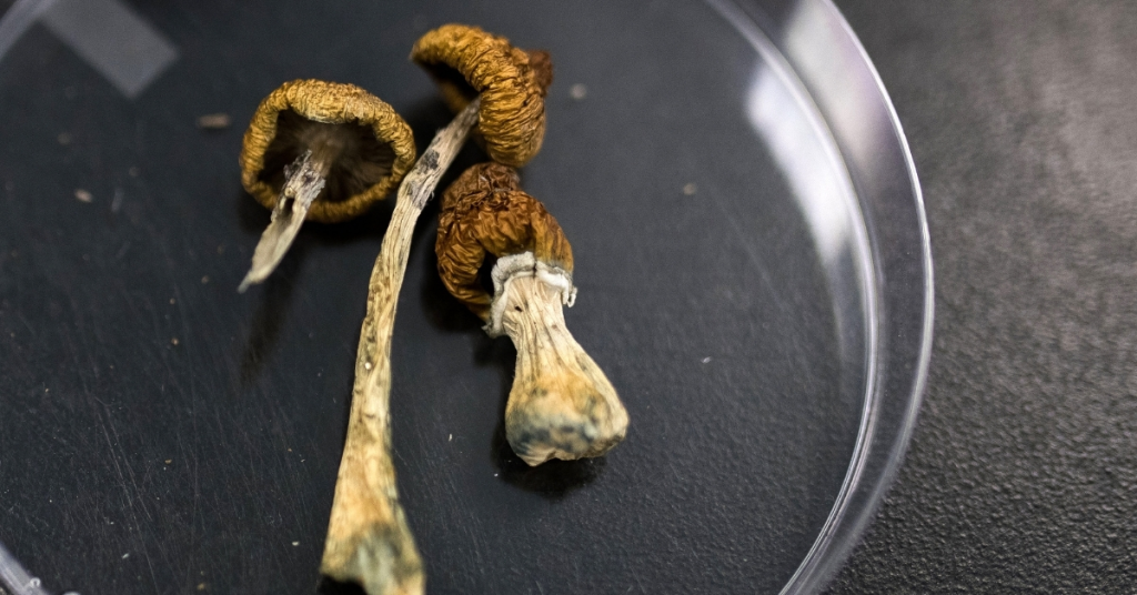 Could Psilocybin Be the Key to Extending Life? Researchers Believe It Might.